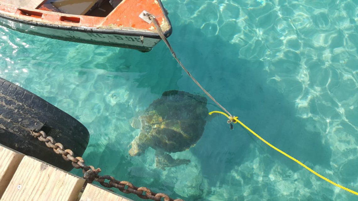 schildpad en boot curacao